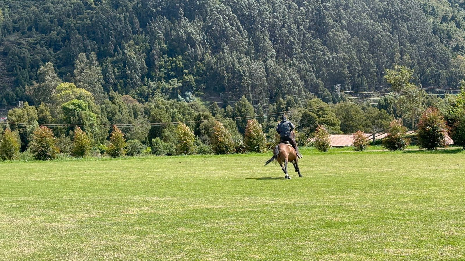 Caballo galopando en pradera, jinete en movimiento