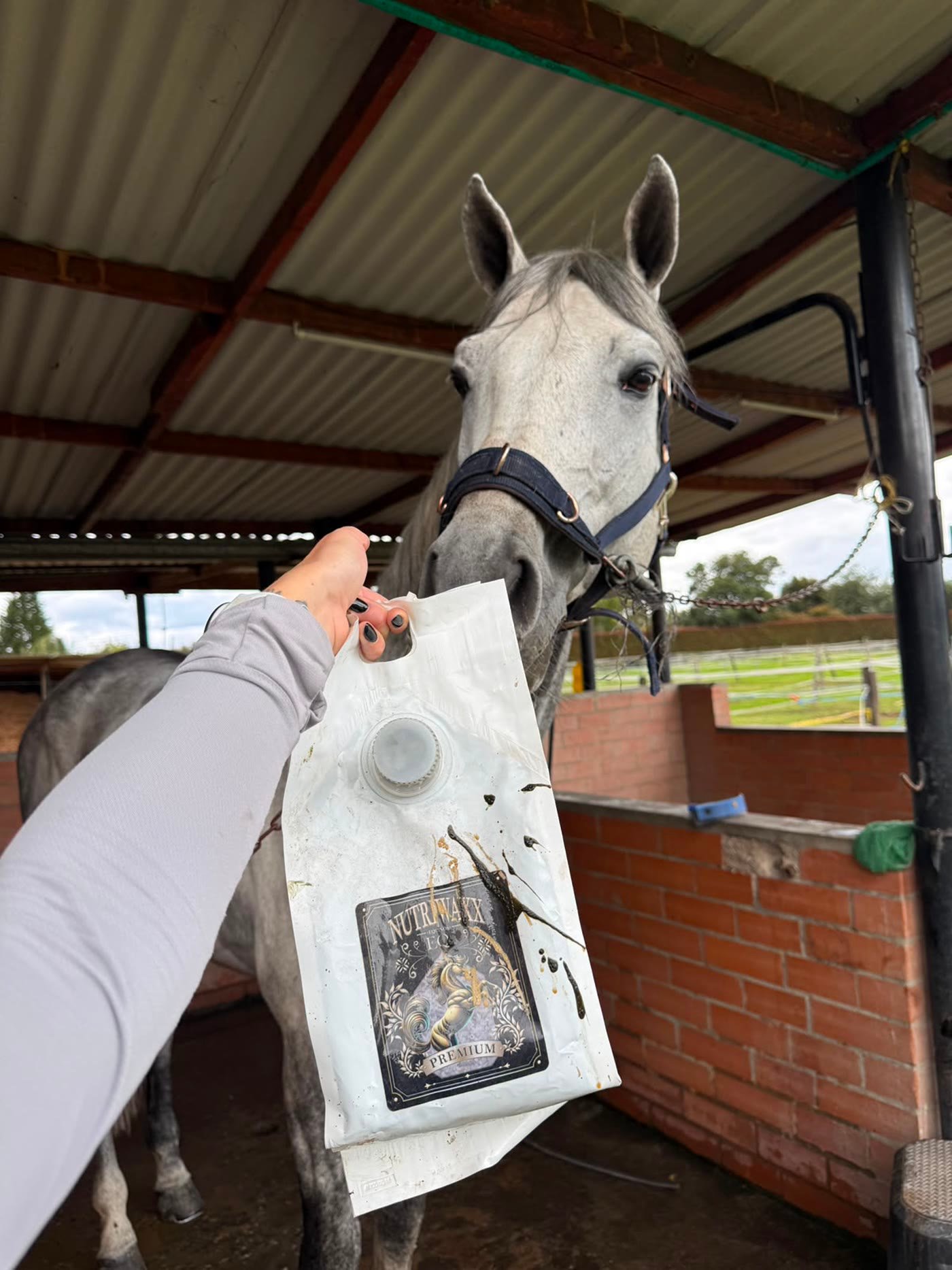 Pack NUTRIWAXX-EQI Premium mostrado a un caballo de salto en el establo