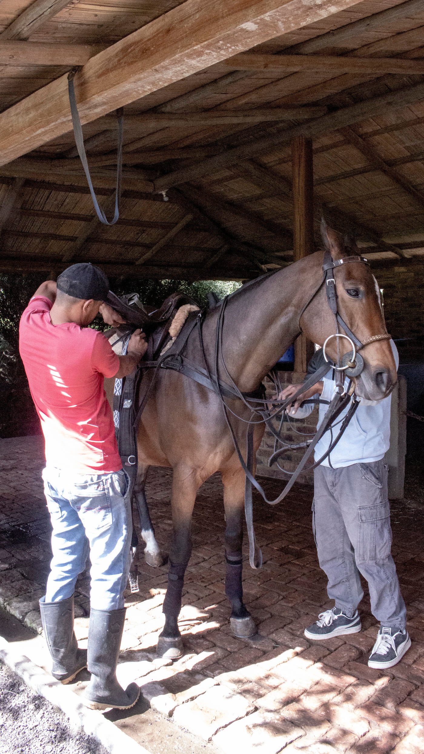 Criador ajustando las bridas de su caballo
