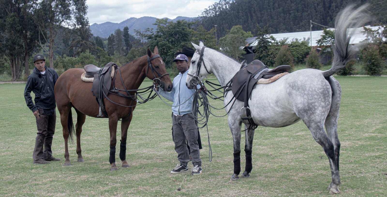Caballo de deporte ensillado, listo para entrenar, en la sabana colombiana